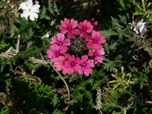 flowers phlox flower circle