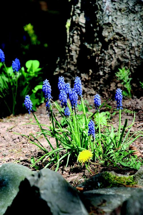 flowers spring purple