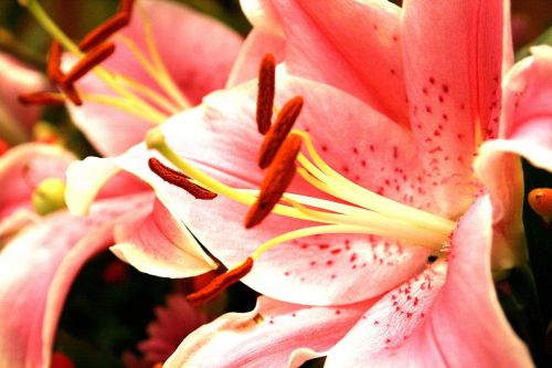 flowers flower horn pink