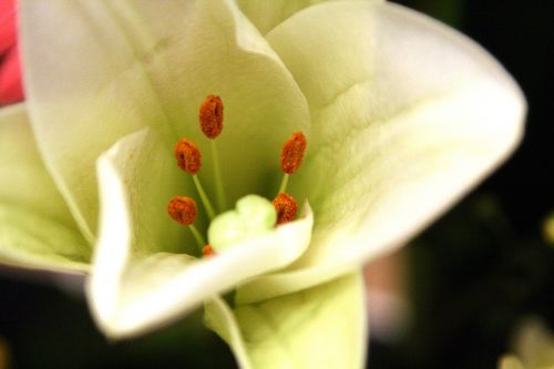 flowers flower horn white flower