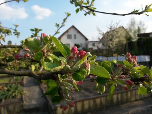 flowers plant apple tree blossom