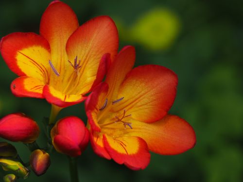 flowers red flowers plant