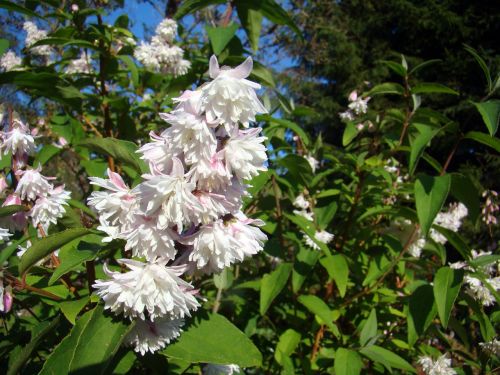 flowers darcia bush