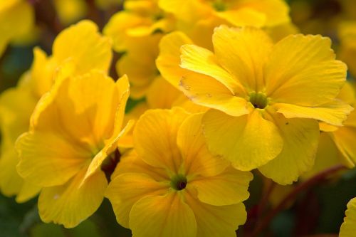 flowers nature yellow