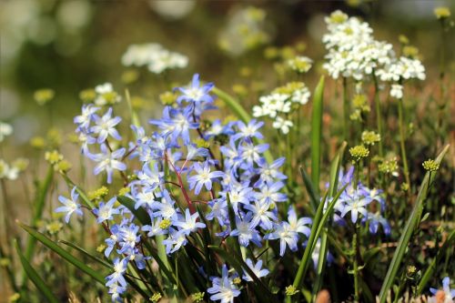 flowers blue white