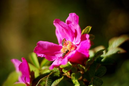 flowers pink spring