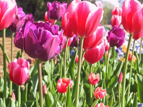 flowers tulip red