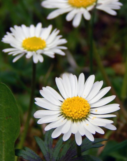 flowers daisies spring