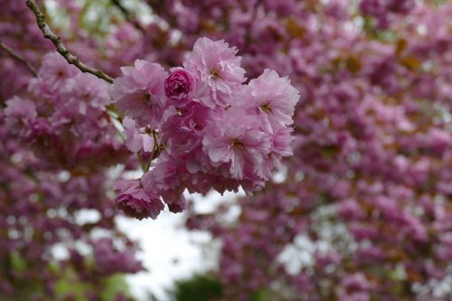 flowers trees cherry blossom