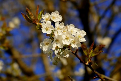 flowers ornamental cherry tree