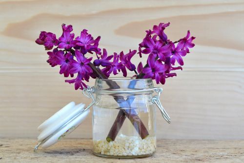 flowers hyacinth purple