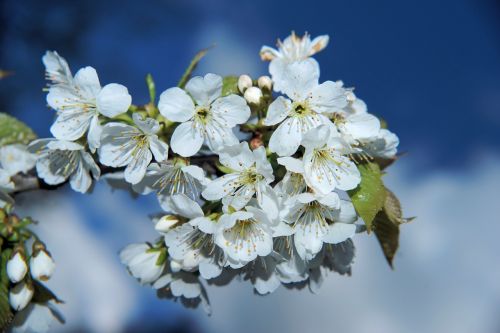 flowers japanese cherry blossoms japanese cherry trees