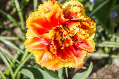 flowers tulip blossom