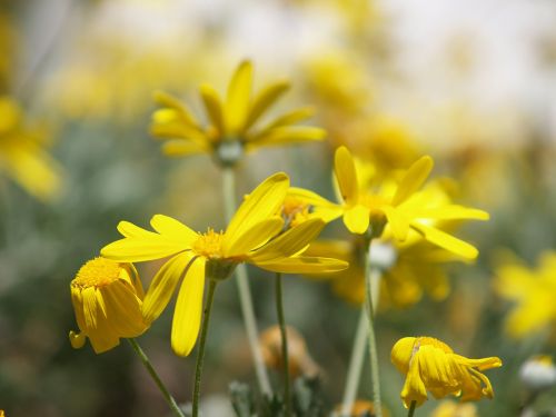 flowers plants nature