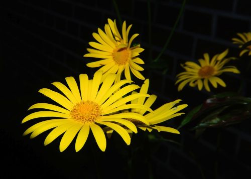 flowers close yellow