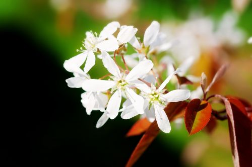 flowers white spring