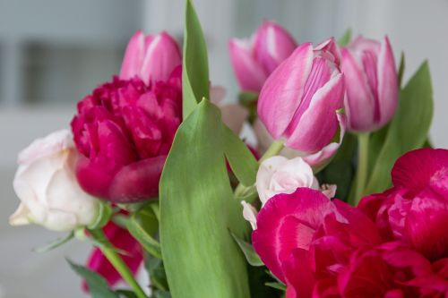 flowers peony tulips