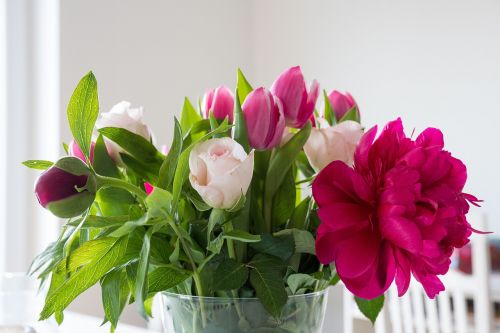 flowers peony tulips