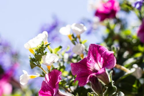 flowers spring petals