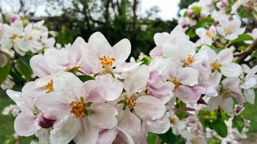 flowers apple tree