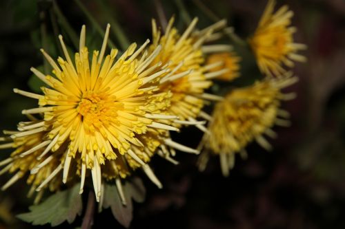 flowers yellow macro