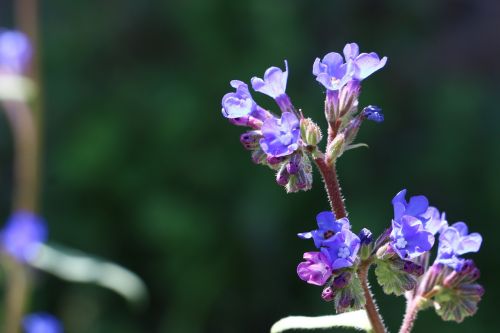 flowers persian speedwell