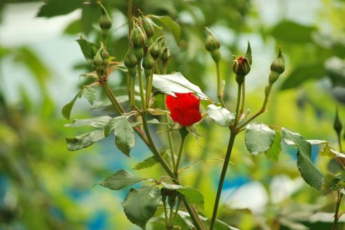 flowers nature rose