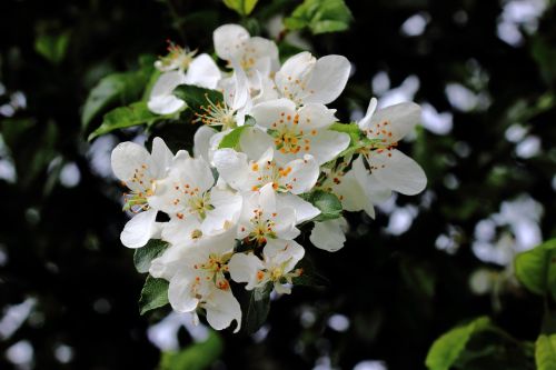 flowers pollen spring