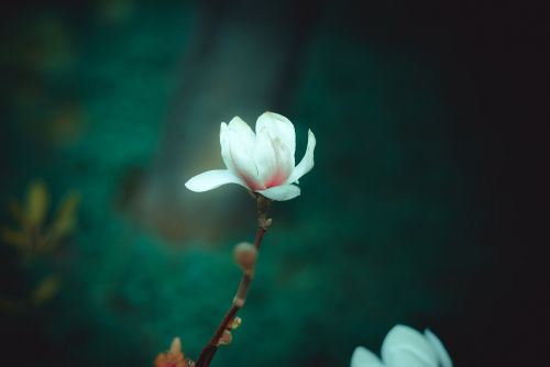 flowers magnolia spring