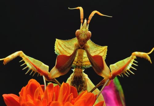 flowers praying mantis macro