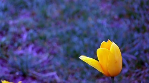 flowers tulip blur