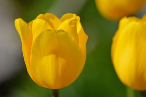 flowers tulips yellow