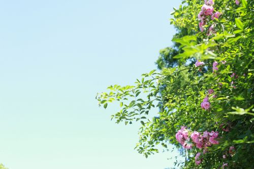 flowers plant sunshine