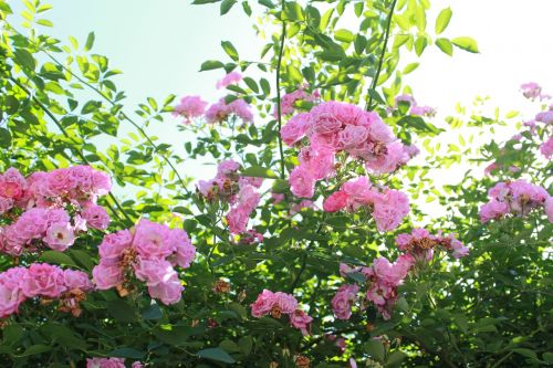 flowers plant sunshine