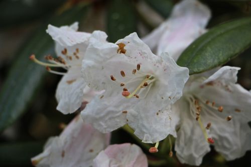 flowers nature color