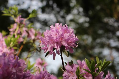 flowers nature color