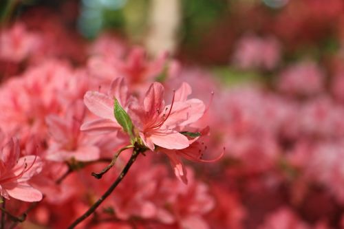 flowers nature color