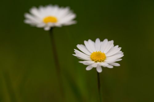 flowers spring nature