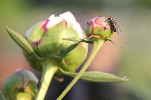 flowers insects flower