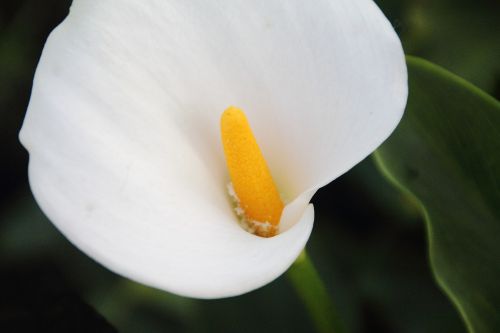 flowers calla flower