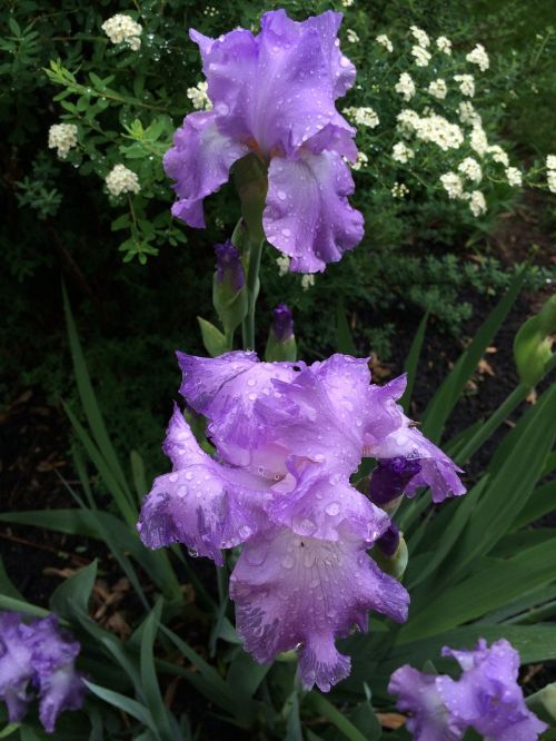flowers iris purple