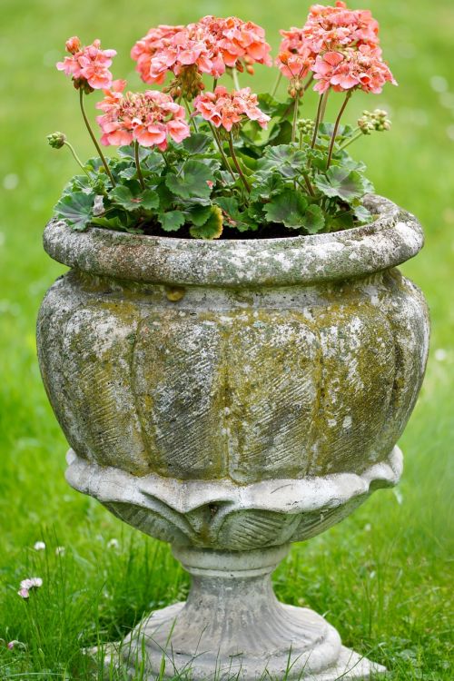 flowers flowerpot geranium