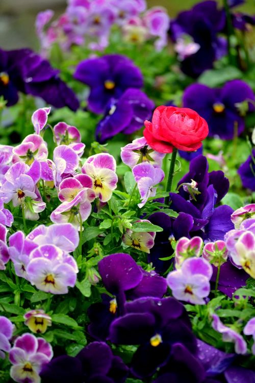 flowers garden plant