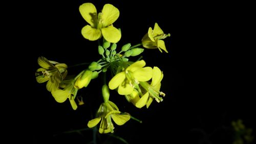 flowers yellow nature