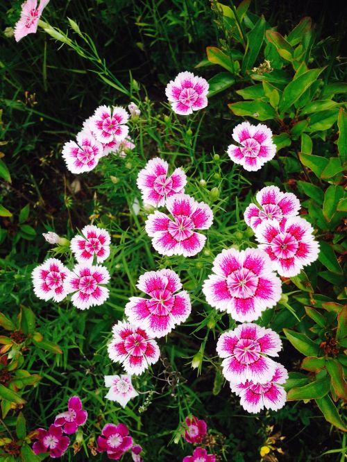 flowers pink nature