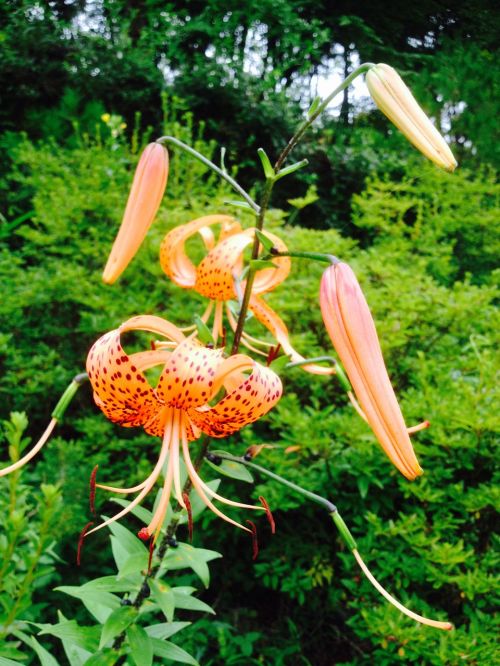 flowers lily field