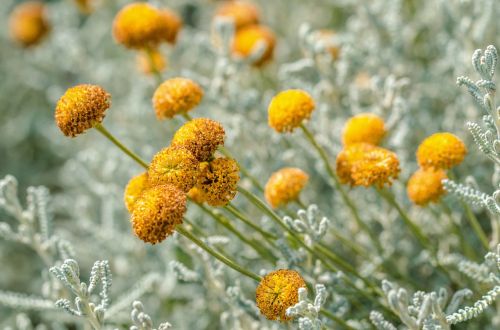 flowers yellow plant