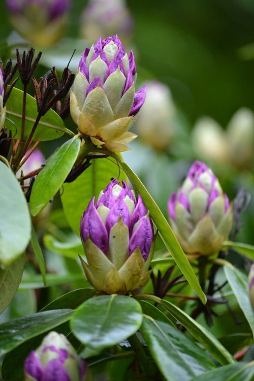 flowers bud plant