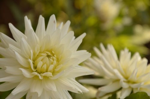 flowers nature plants