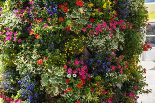 flowers wall nature